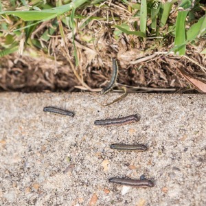 Army Worms
