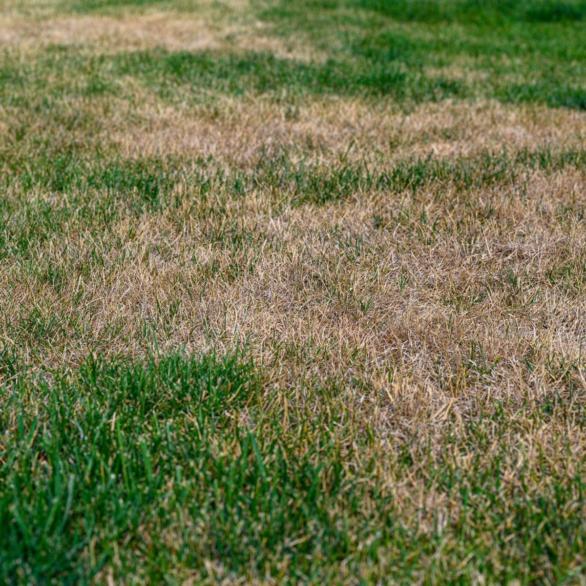 Brown Lawn