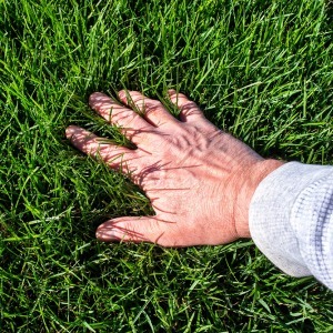 Dense, Healthy Grass