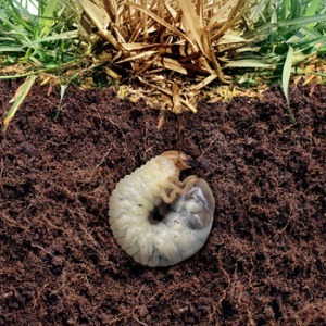 Insect Control Expertise