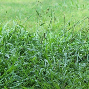 Lawn Weeds