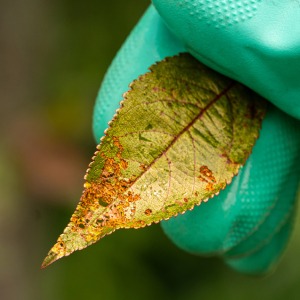 Tree & Shrub Assessment